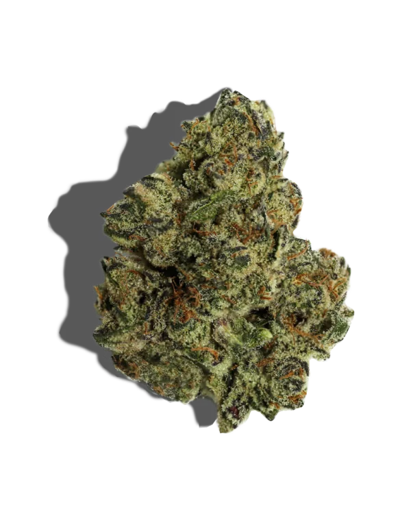 WHITE TRUFFLE